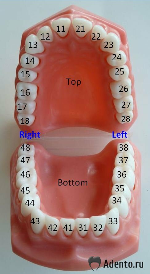 Расположение зубов во рту