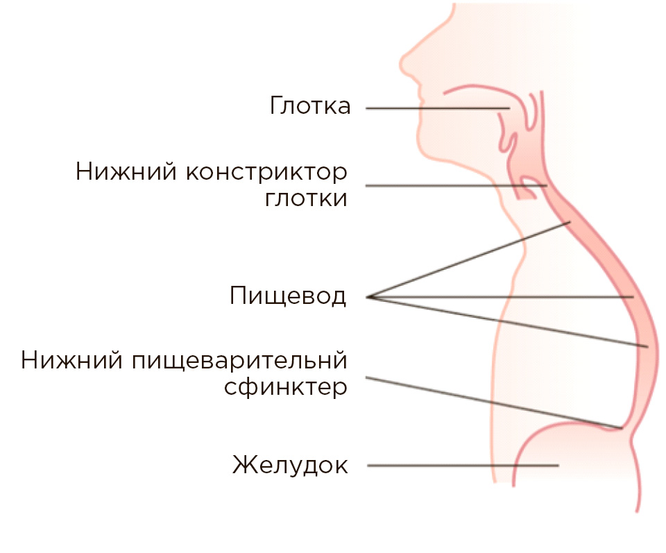 Болит пищевод при глотании. Глотка и пищевод анатомия. Строение гортани пищевода и желудка. Схема строения глотки и пищевода.