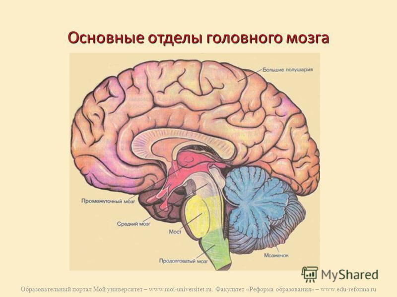 Головной мозг отделы головного мозга. Отделылы головного мозга.