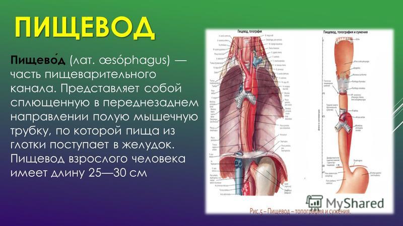 Пищевод топографическая анатомия презентация