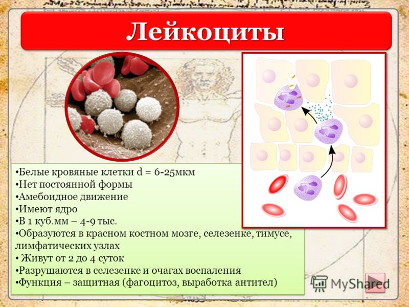 Лейкоциты крови способны. Строение клетки лейкоцитов человека. Функции лейкоцитов 8 класс биология. Лейкоциты в крови. Белые клетки крови.