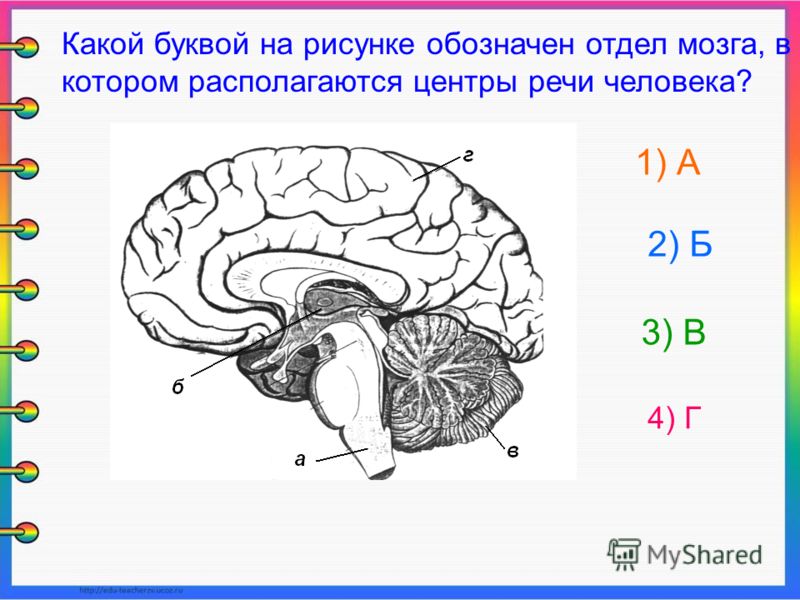 Мозг значение слова. Отделы мозга рисунок. Рисунок головного мозга с обозначениями центры. Центры речи в мозгу рисунок.