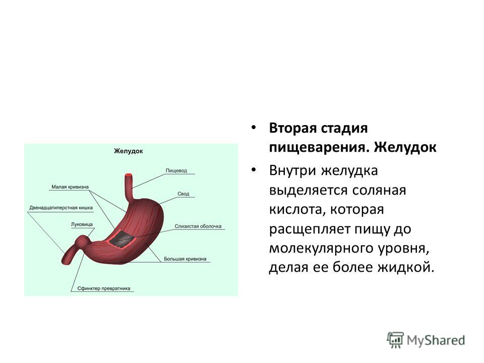 Какие отделы выделяют в желудке. Процесс пищеварения в желудке.