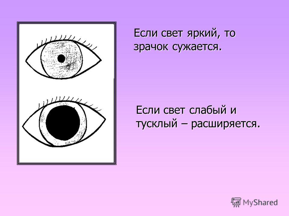 Что воспринимает световое изображение прошедшее через зрачок ответы