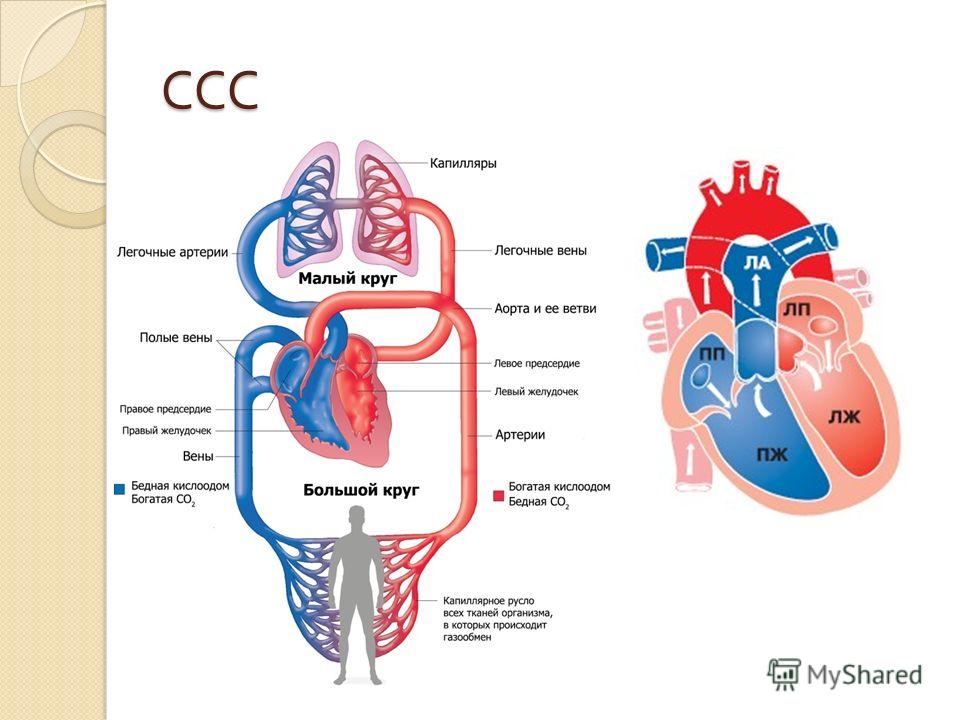 Работа сердца круги кровообращения