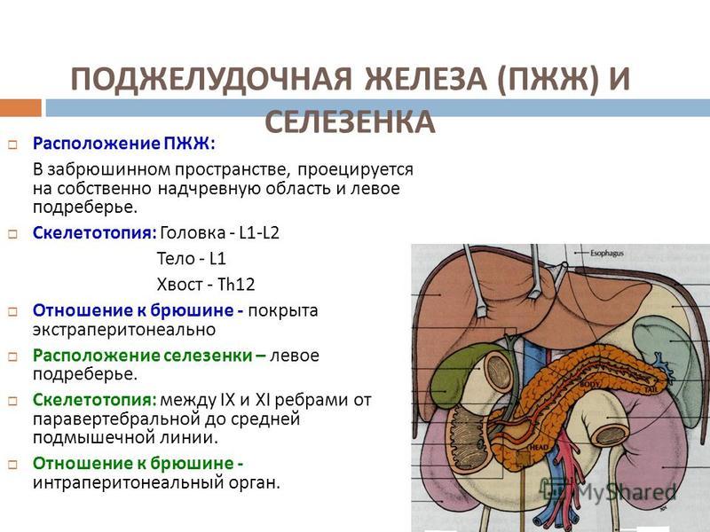 Какие железы расположены в брюшной полости. Голотопия и скелетотопия поджелудочной железы. Поджелудочная железа анатомия топография. Топография поджелудочной железы скелетотопия.