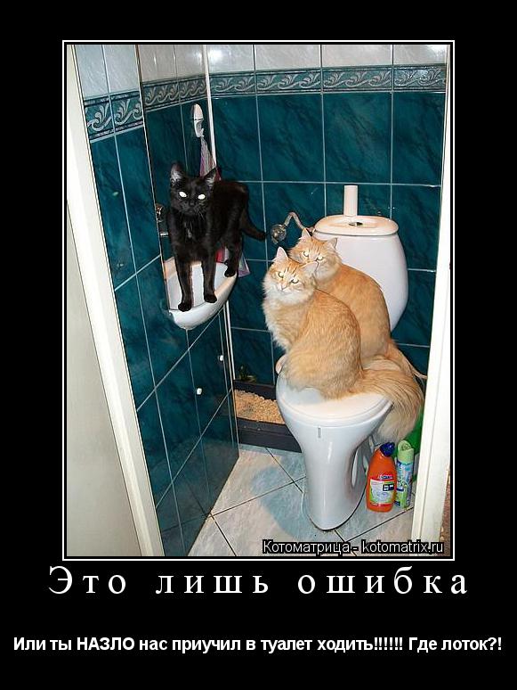 Три дня не ходит в туалет. Коты дверь закрой. Тапком по морде. Закрой дверь холодильника. Кот за дверью ванной.