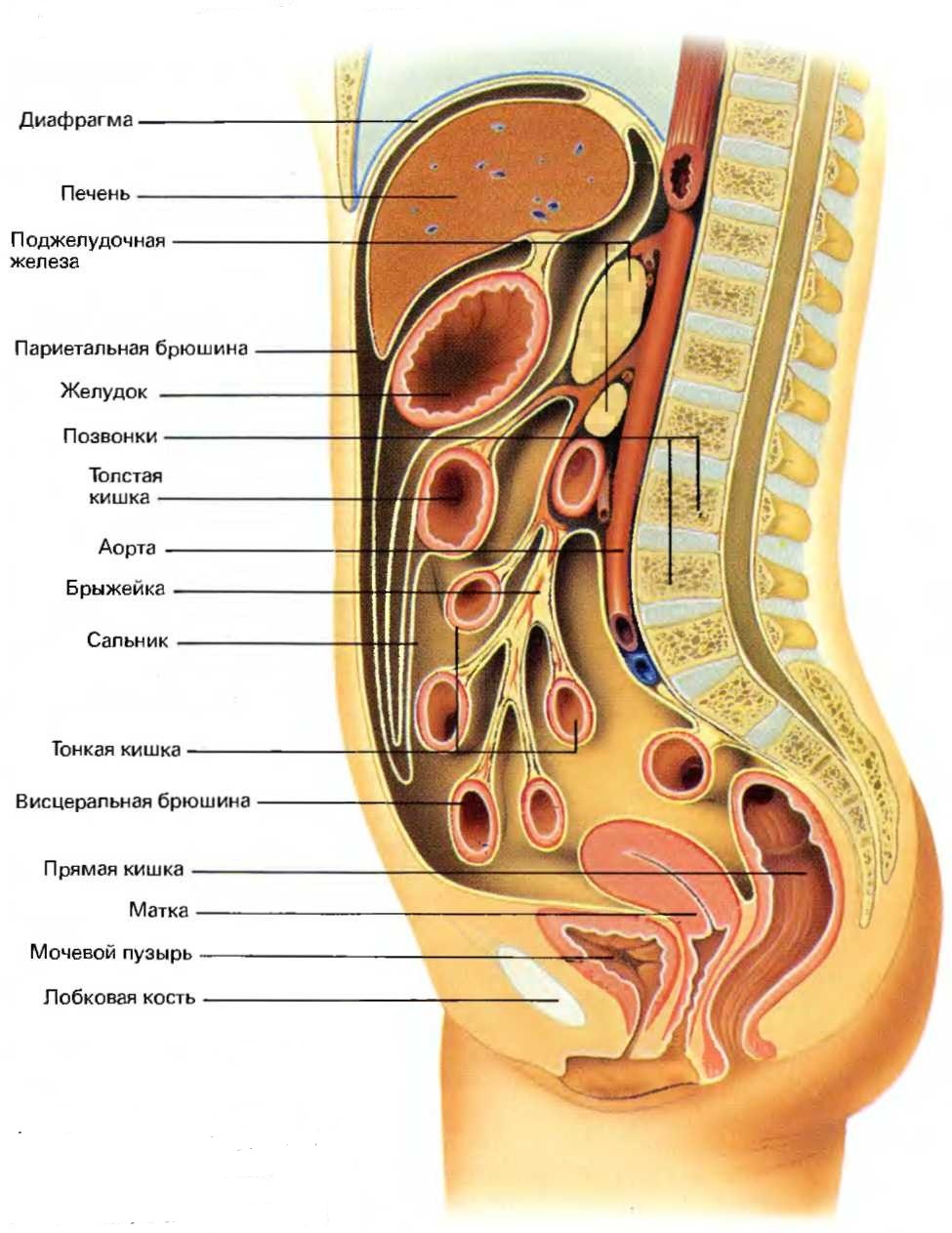 Органы брюшной полости в продольном разрезе с диаграммой, показывающей два типа брюшины - висцеральную и париетальную