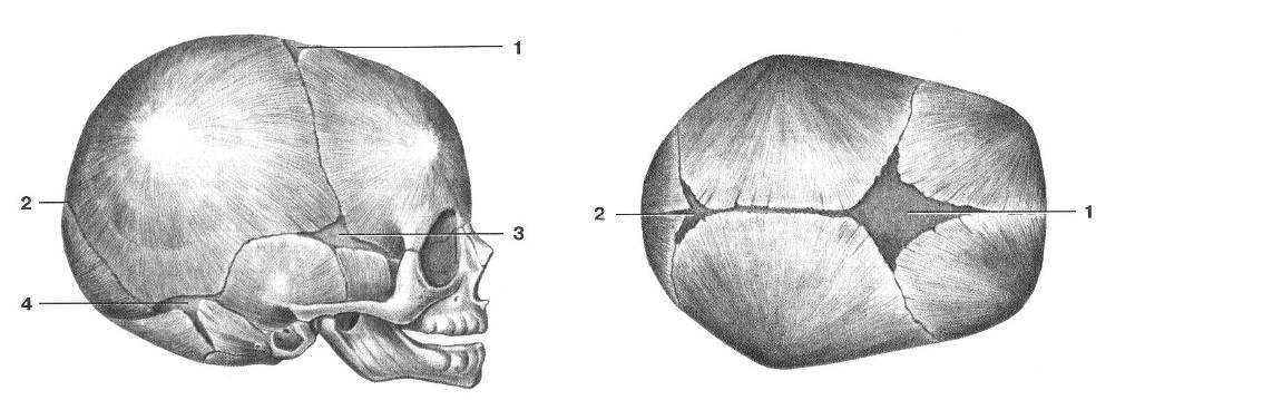 Роднички какие. Роднички новорожденного анатомия черепа. Скелет головы швы черепа роднички. Швы и роднички черепа анатомия. Череп новорожденного вид сбоку.