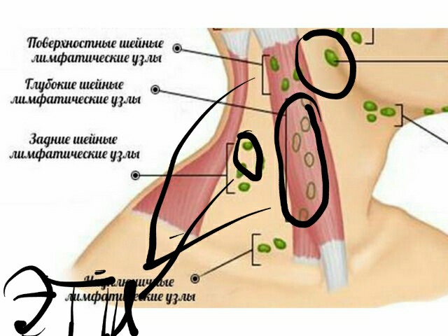 Расположение лимфоузлов на шее