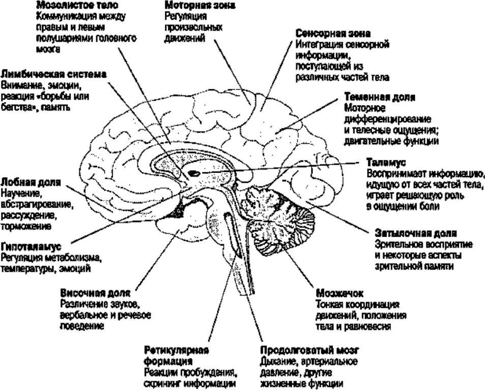 Отделы мозга и их функции рисунок с подписями