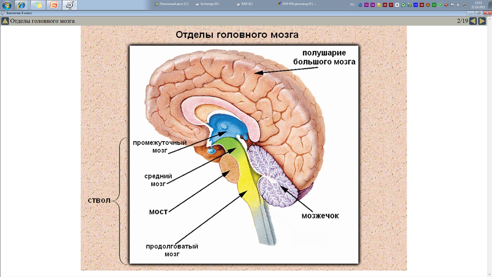 Мозг биология огэ. Передний, продолговатый, средний и промежуточный отделы мозга. Схема строения головного мозга. Головной мозг продолговатый средний задний промежуточный. Строение отделов головного мозга рисунок.