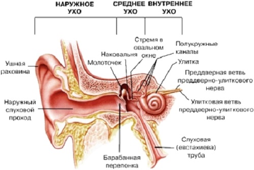 Строение уха