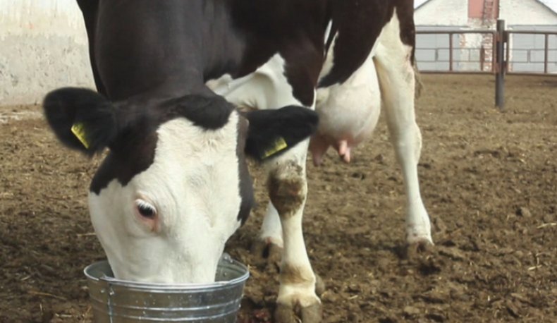 Выпаивание коровы стимулирующими жидкостями