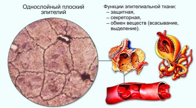 Эпителиальная ткань
