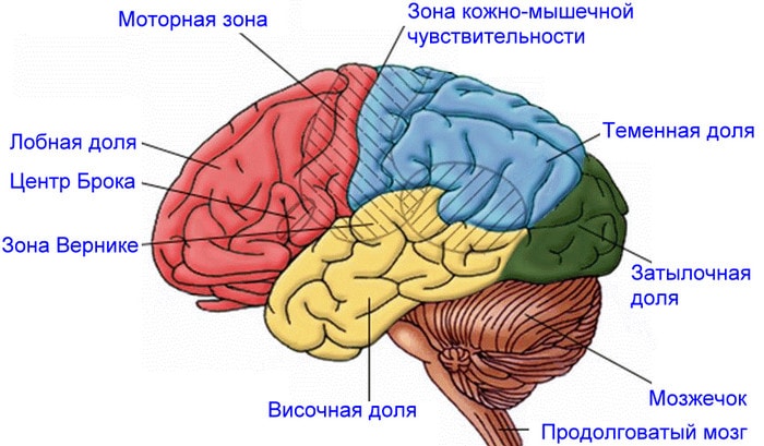Зоны коры головного мозга