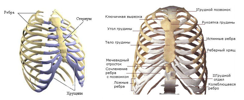 Сколько ребер на 1 стороне. Скелет туловища человека грудная клетка. Анатомия скелет грудной клетки ребра Грудина. Скелет туловища ребра. Скелет туловища грудная клетка строение.