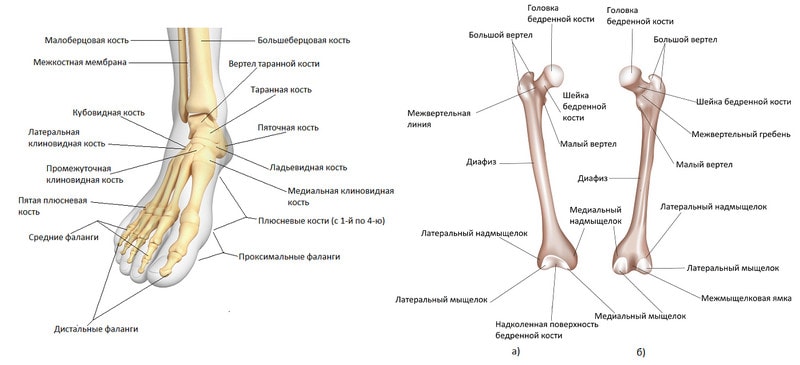 Надмыщелок бедренной. Медиального надмыщелка бедренной кости. Малоберцовая кость анатомия человека. Латеральный надмыщелок большеберцовой кости. Медиальный надмыщелок бедренной кости левой.