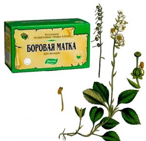 trava borovaya matka 879 580 300x290 - Боровая матка: лечебные свойства