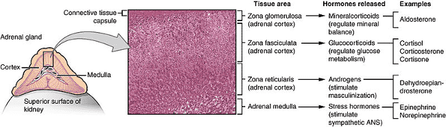 Adrenal cortex and medulla hormones and their functions