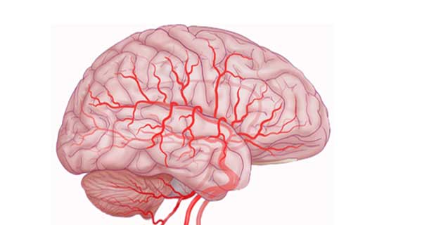укрепление сосудов головного мозга