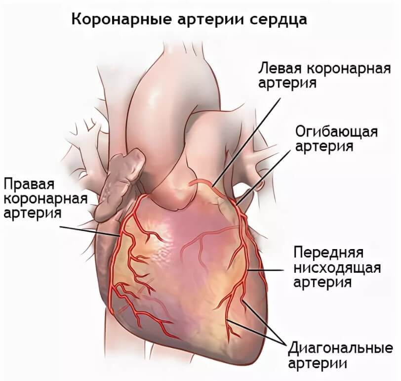 коронарные артерии сердца