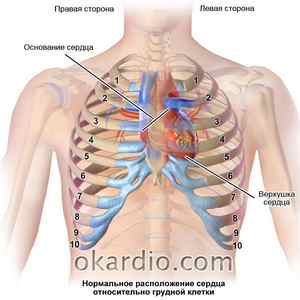Расположение сердца в грудной клетке у человека