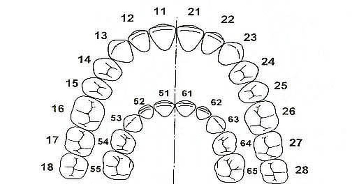 Как считают зубы в зубном ряду схема - 92 фото