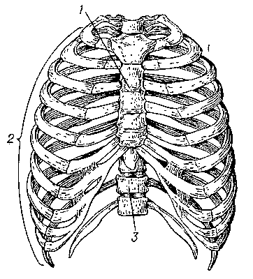 Грудная клетка: 1 — грудина; 2 — ребра; 3 — позвоночник.