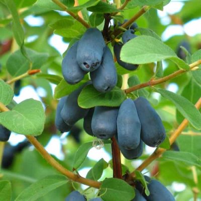 Съедобные плоды жимолости синего цвета
