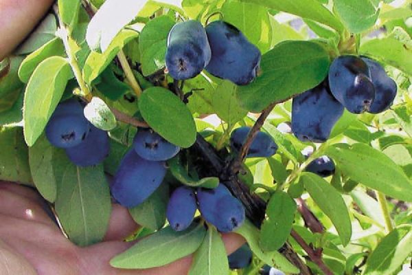 Вариант сорта Борелиас с синими ягодами