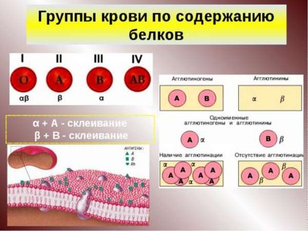 Какую группу крови причисляют к королевской, характеристика людей с голубой кровью