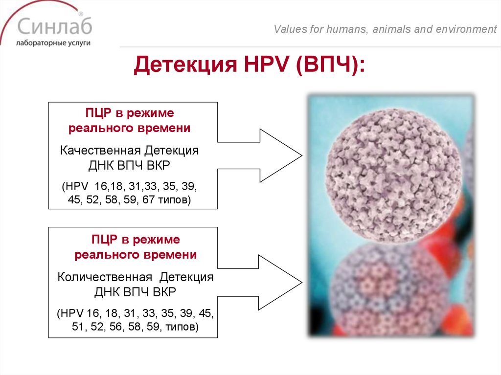 Высокий впч. ВПЧ ВКР. Вирус папилломы человека ВКР что это. ВПЧ ВКР скрининг. ПЦР на ВПЧ ВКР что это.