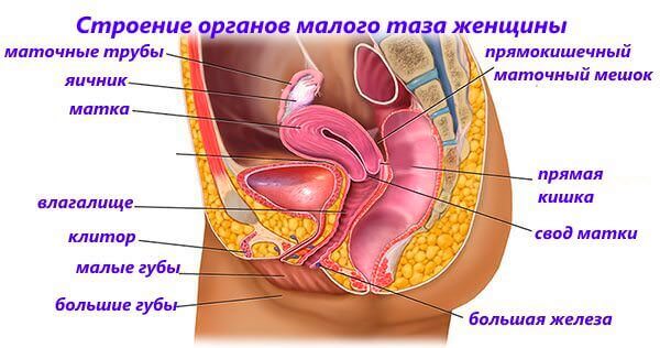 Строение органов малого таза женщин
