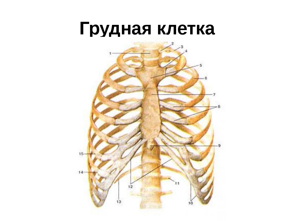 Ребро отдел скелета. Анатомия человека ребра и Грудина. Грудная клетка Грудина и ребра анатомия. Грудная клетка Грудина и ребра анатомия 8. Кости грудной клетки реберная дуга.
