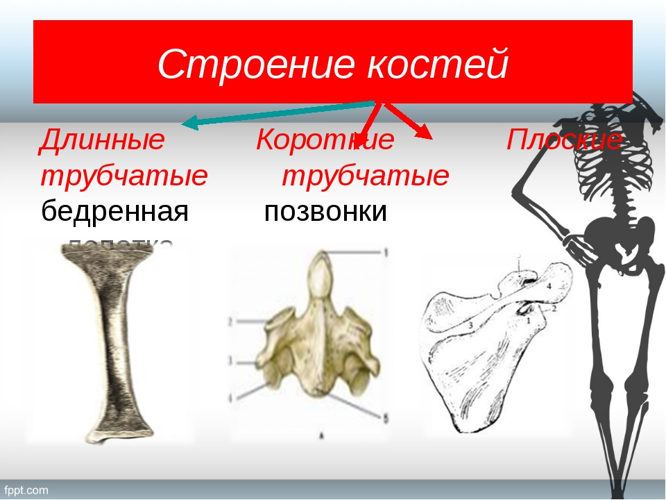 К плоским костя относятся. Кости биология. Строение костей длинные короткие плоские. К плоским костям относятся. Бедренные кости плоские.