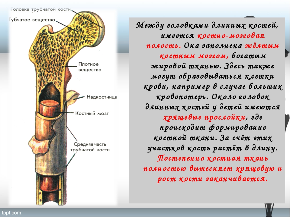 Где находится головка кости. Костно мозговая полость трубчатой кости. Функция костномозговой полости в трубчатой кости. Полость трубчатых костей взрослого человека заполнена. Головка трубчатой кости.