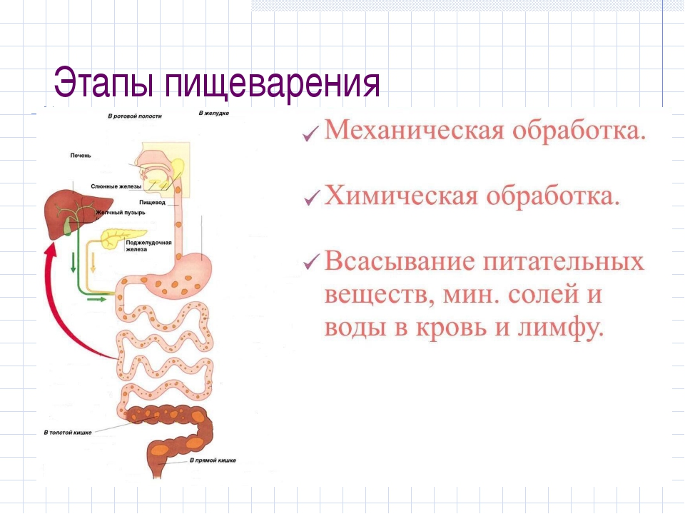 Проходит питание. Процесс переваривания пищи схема. Пищеварительная система этапы пищеварения. Этапы пищеварения схема. Схема процесса пищеварения человека.