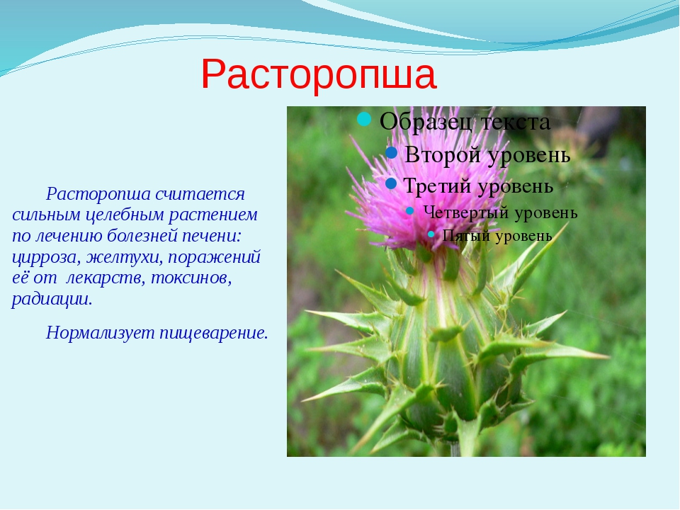 Чертополох описание. Расторопша чертополох татарник. Расторопша растение описание. Чертополох описание растения. Расторопша полезное растение.