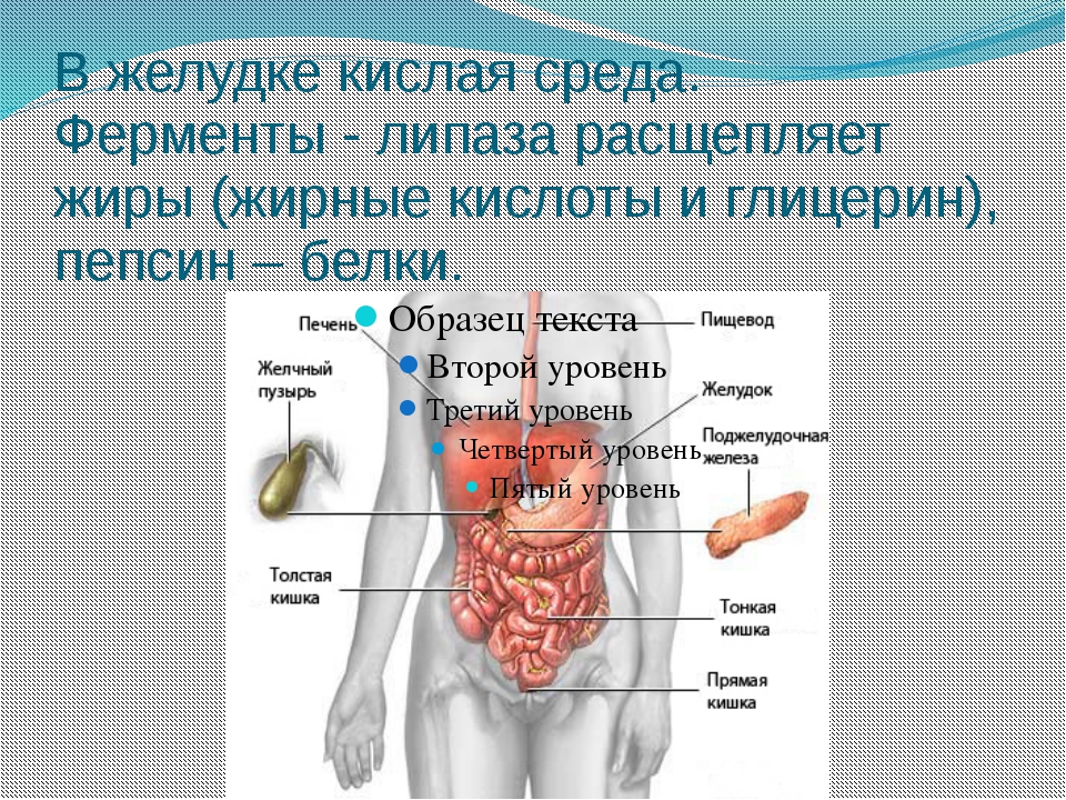 Среда в желудке. Кислая среда в желудке. Какая среда в желудке. Среды в ЖКТ. Благодаря какому фактору в желудке обеспечивается кислая среда.