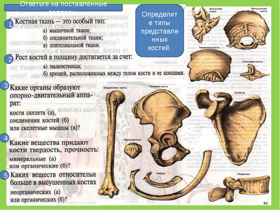 Плоские кости скелета человека. Типы костей человека. Типы строения костей. Строение и классификация костей. Кости виды костей.