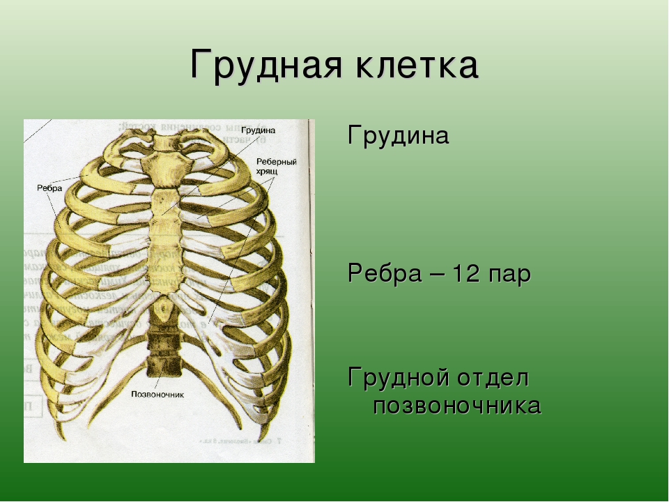 Какое строение грудной клетки. 12 Пар рёбер в грудной клетке. Грудной отдел позвоночника с ребрами Грудина. Грудная клетка 12 ребро. Ребра человека анатомия 12 ребер.