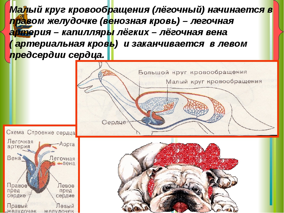 Малый круг кровообращения начинается и заканчивается. Малый круг кровообращения у млекопитающих. Малый (легочный) круг кровообращения начинается в. Особенности малого круга кровообращения у млекопитающих. Малый круг кровообращения начинается в правом желудочке.