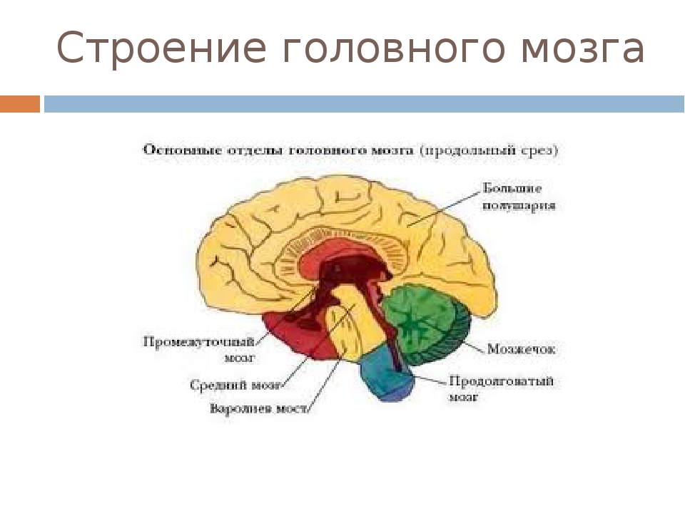 Структура головного мозга включает. Основные отделы головного мозга на продольном срезе. Структурные отделы головного мозга. Общий план строения головного мозга. Структура и строение головного мозга схема.