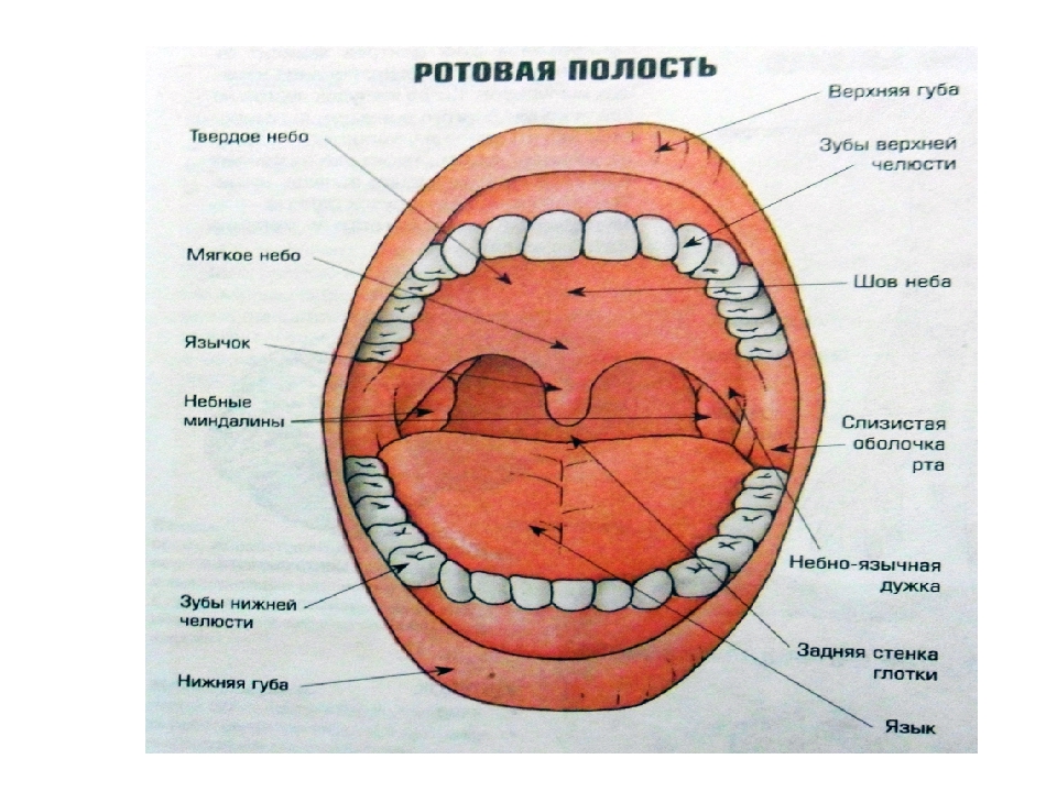 Составляющие полости рта. Строение ротовой полости человека схема. Строение ротовой полости человека анатомия. Пищеварительная система ротовая полость анатомия. Описание ротовой полости.