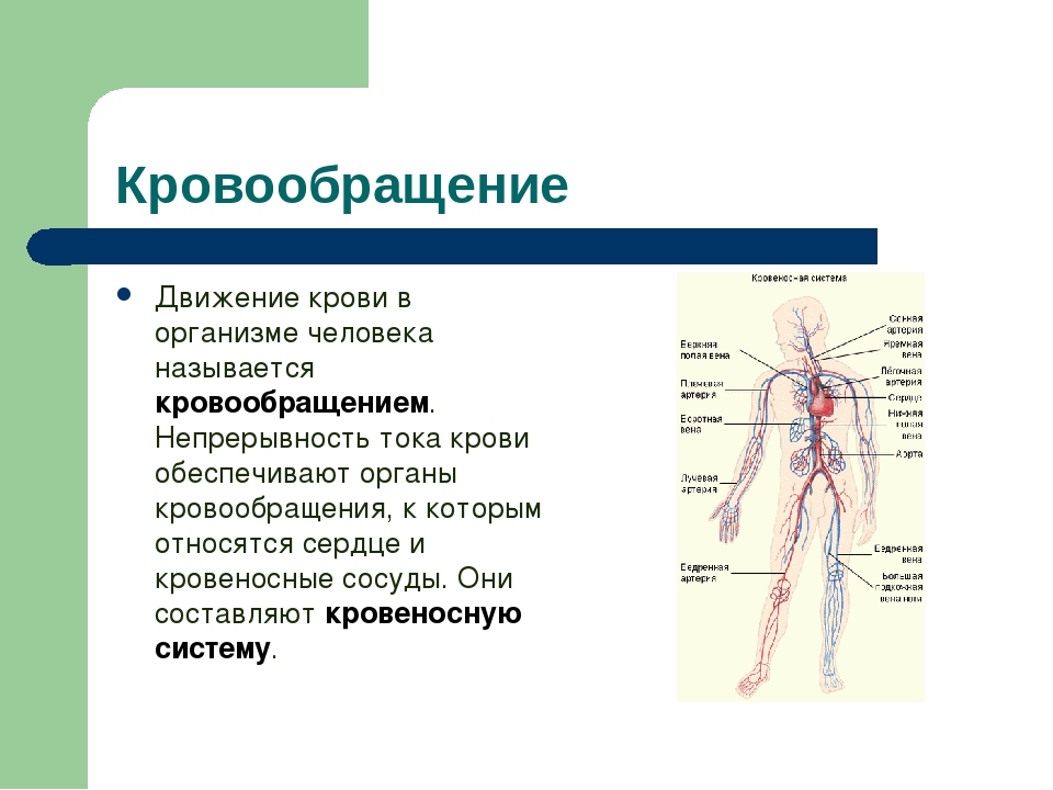 Непрерывное движение крови по организму. Органы кровообращения. Система органов кровообращения. Кровообращение в организме человека. Движение крови в организме человека.