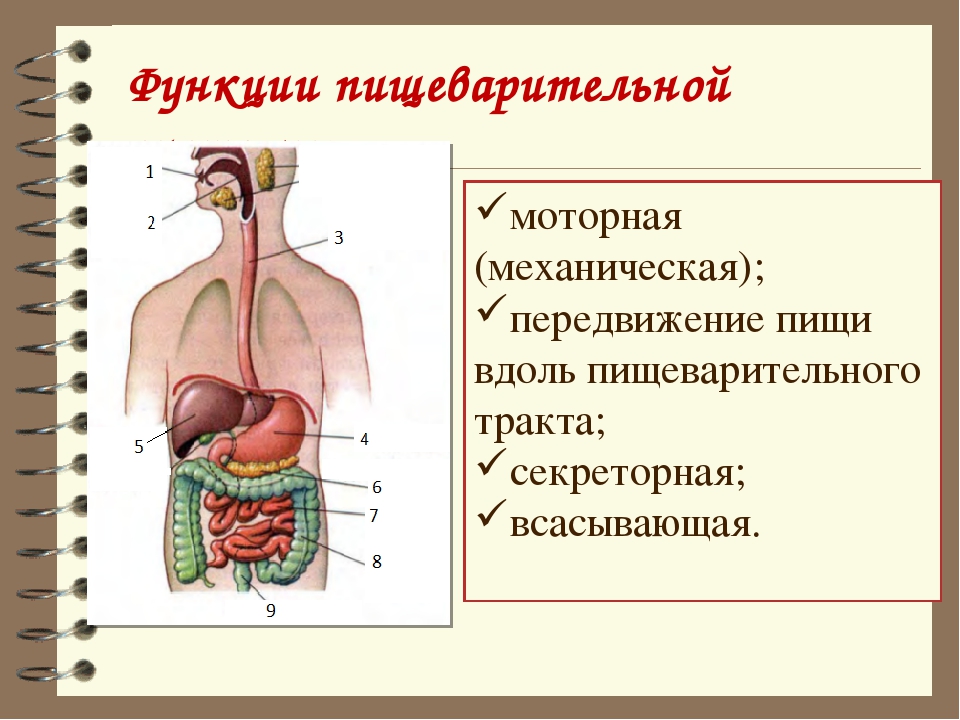 Органы выполняющие общие функции. Строение пищеварительной системы биология. Пищеварительная система это система органов 8 класс. Пищеварительная система 8 класс биология. Функции пищеварительной системы анатомия.