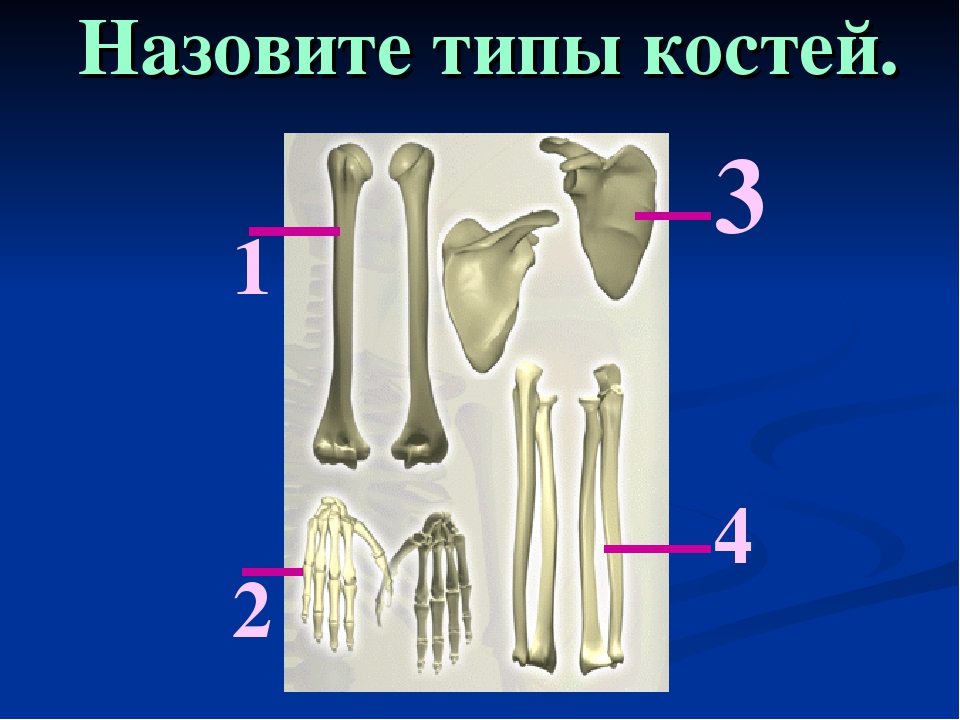 Изменение формы кости. Типы кости. Виды костей. Строение и класс костей. Строение и рост костей.