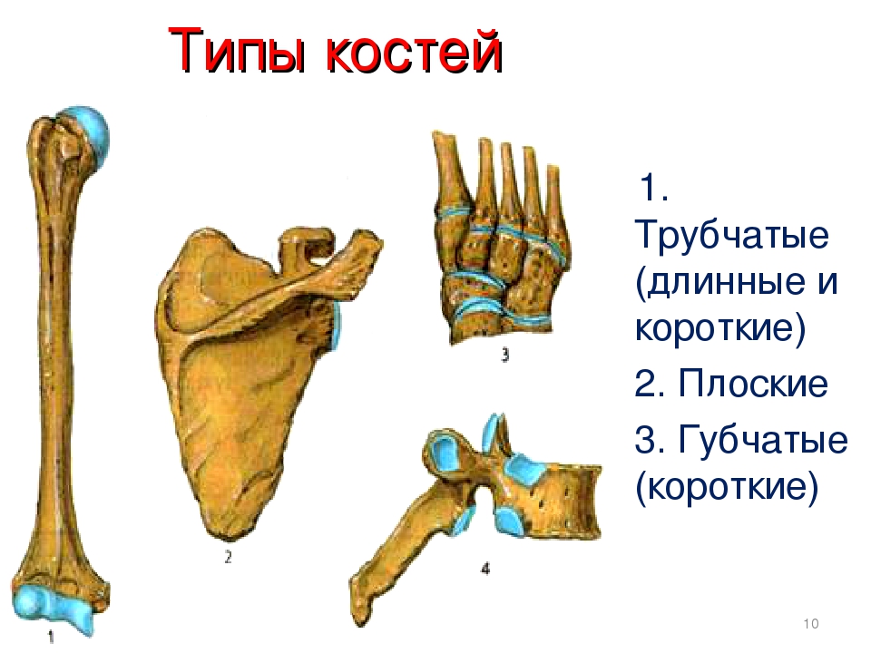 Листок кость. Типы костей трубчатые губчатые плоские. Плоские трубчатые и смешанные кости. Типы костей биология 8 класс. Типы костей трубчатые.