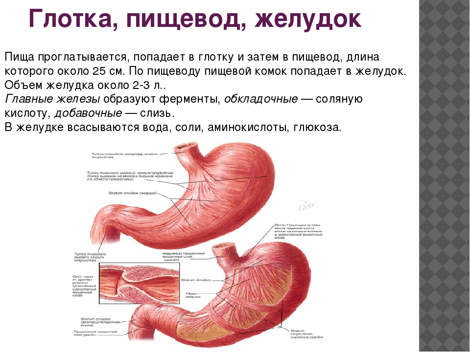 Желудок попадает в легкое. Глотка пищевод желудок анатомия. Строение желудка человека. Строение желудка анатомия. Строение пищевода и желудка.